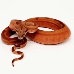 Boa imperator
 hypo jungle  het blood
 male