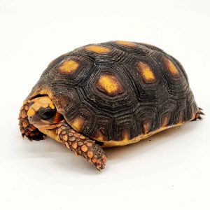 Tortue charbonnières
Chelonoidis carbonarius
001