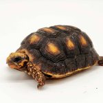 Tortue charbonnières
Chelonoidis carbonarius
7cm-9cm