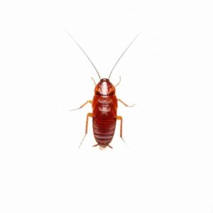 Blattes red runneradultes (20pcs)