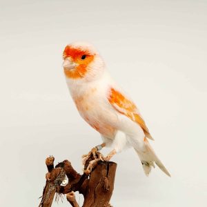 canaris(Serinus Canaria)male ou femelle