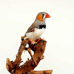 Diamant Mandarin
(Taeniopygia guttata)
male-femelle