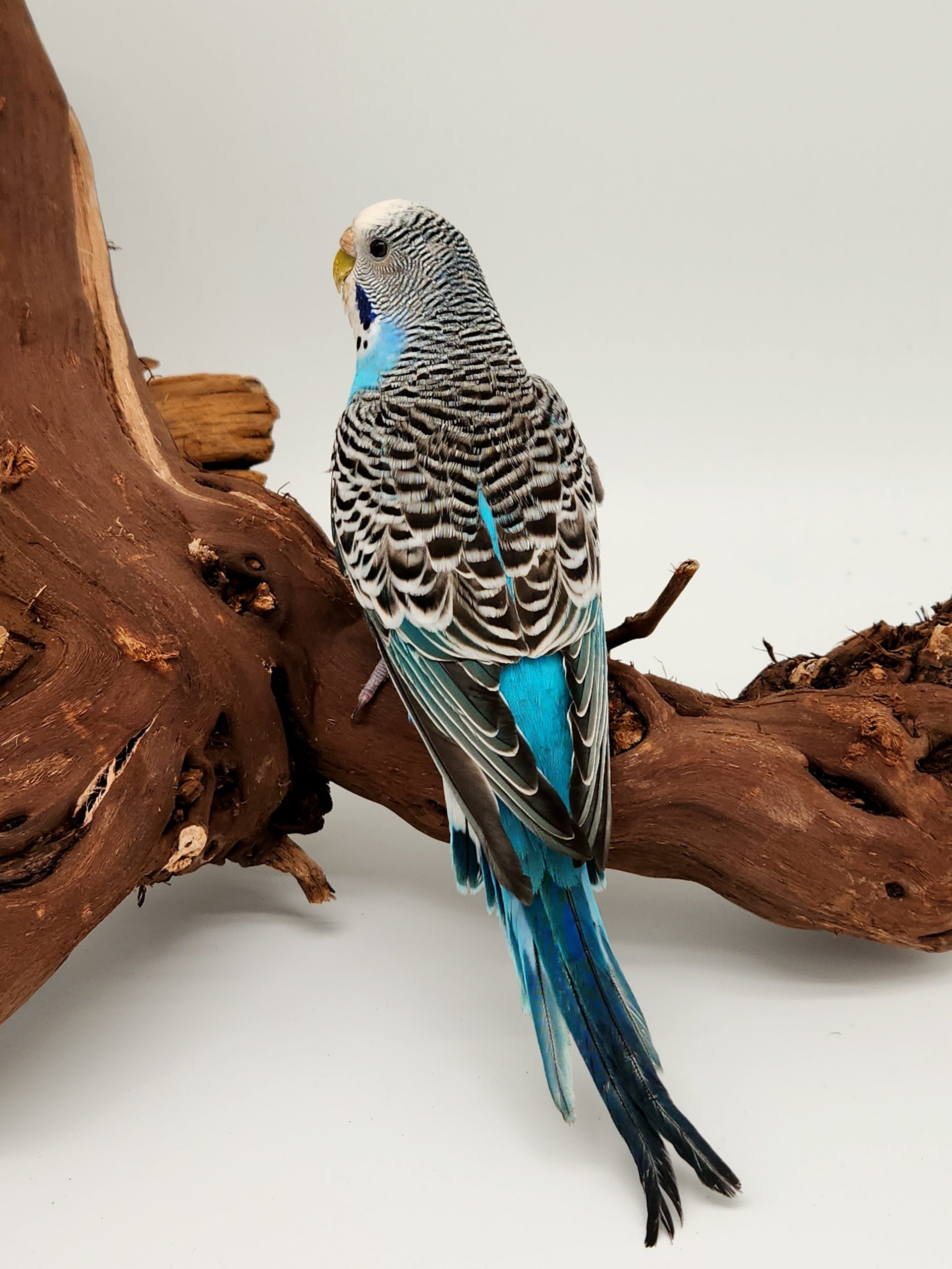 Perruche Ondul Melopsittacus Undulatus Male femelle Zanimaux Shop Perruche Ondul Melopsittacus Undulatus Male femelle Zanimaux Shop