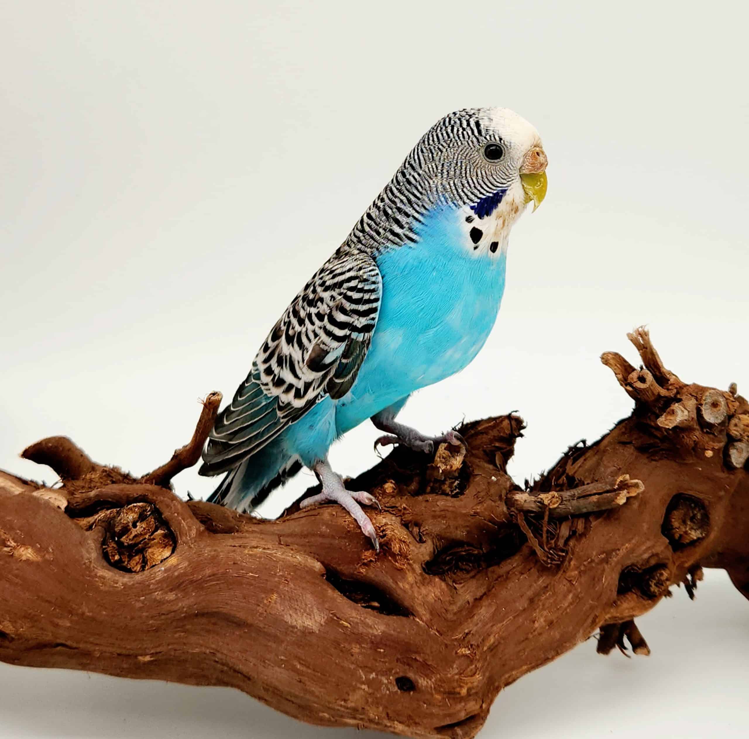 Perruche Ondul Melopsittacus Undulatus Male femelle Zanimaux Shop Perruche Ondul Melopsittacus Undulatus Male femelle Zanimaux Shop
