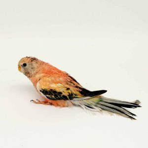 Perruche de Bourke rose
(Neopsephotus bourkii)
male-femelle