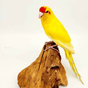 kakariki jaune(Perruche de Sparrman)