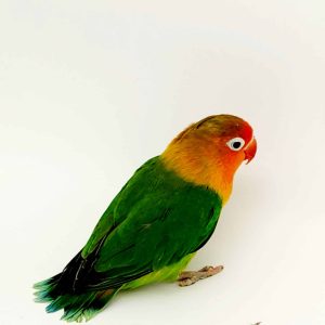 Inséparable de Fischer
(Agapornis fischeri)
male - femelle