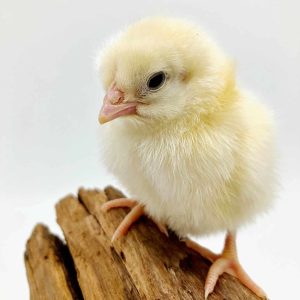 poussin jaune et rousse
poule sussex