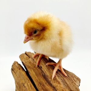 poussin rousse
poule sussex