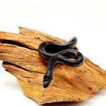 Boedon fuligonisus black
femelle