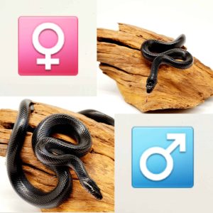 Boedon fuligonisus black
couple