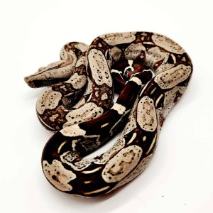 boa constrictor constrictor
Guyana F1
femelle pure souche