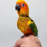 Conure soleil
aratinga solstitialis 
bebe eam en attente de test adn