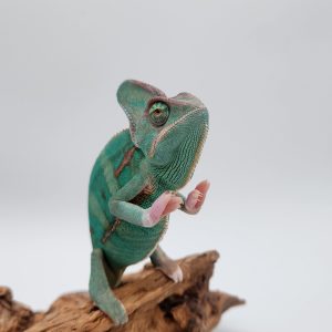 caméléon casqué du Yémen 
(Chameleon Calyptratus)
Male porteur piebald