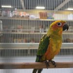 Conure soleil
aratinga solstitialis 
bebe 6 mois 
Clémence