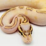 highway pastel gravel yellow belly pastel python regius python royal ball python