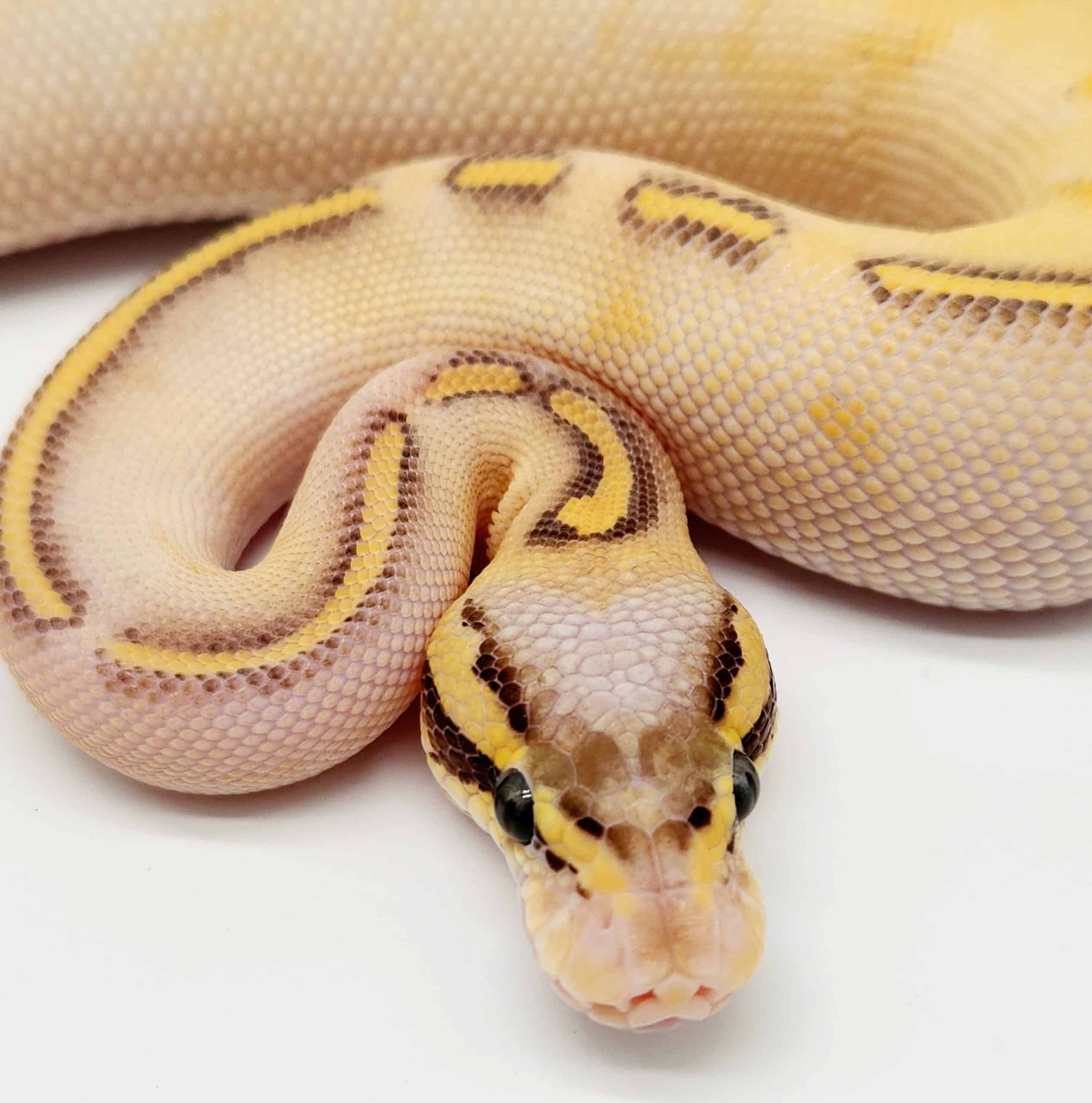 highway pastel gravel yellow belly pastel python regius python royal ball python