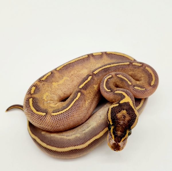 yellow belly gravel