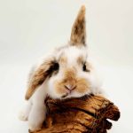 lapin nain belier