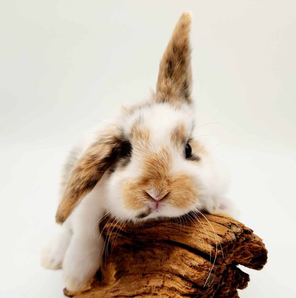 lapin nain belier