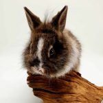 lapin nain