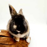 lapin nain