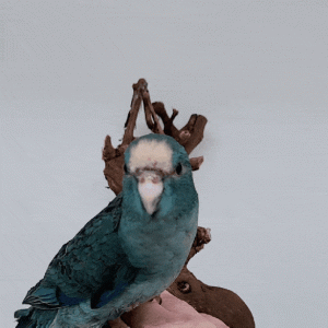 kakarikia bleu cobalt(Perruche de Sparrman) élevé main