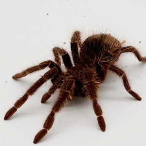 Brachypelma albopilosus
Tliltocatl albopilosus
femelle