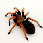 brachypelma Boehmei
Mygale à pattes de feu mexicaine