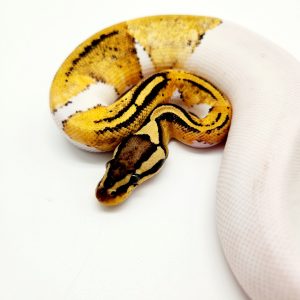 Piebald pastel
femelle