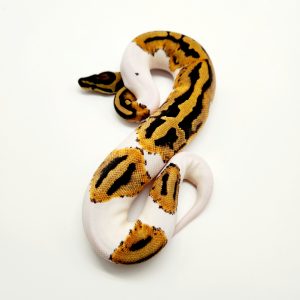 Piebald
femelle wolf