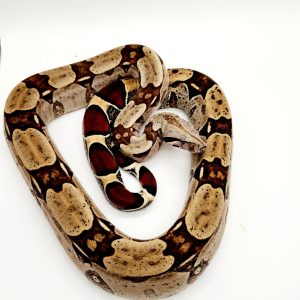 BOA CONSTRICTOR CONSTRICTOR SURINAM RED TAIL (Male 2020)