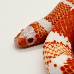 Lampropeltis Triangulum Hondurensis  tangerine albinos
serpent faux corail 
male