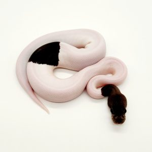 Panda pied
femelle
(super black pastel piebald)