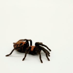 Davus pentaloris
cyclosternum pentaloris