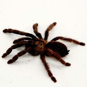 Psalmopoeus reduncus
femelle
