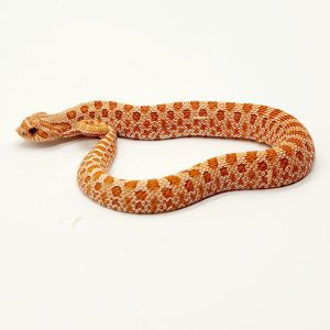 Heterodon nasicus toffee 2022