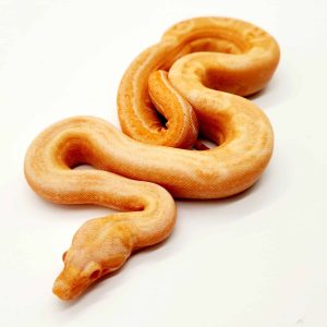 Boa constrictor imperator
Albinos léopard jungle kahl
femelle