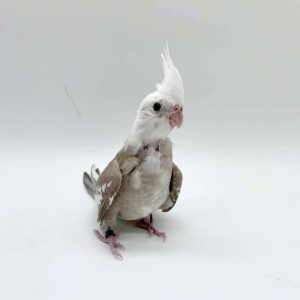 callopsite élevé main