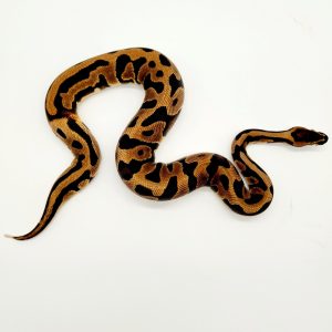 leopard sugar "ringer" 100% het clown
male