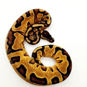 enchi yellow belly / gravel
femelle