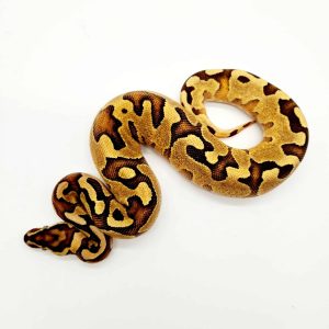enchi yellow belly / gravel
male