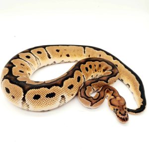 python regius clown 
male