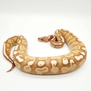 Ghi butter banana 100% het clown
femelle