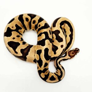 Léopardsugar 100% het clown 
Male