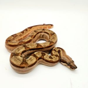 boa constrictor imperator
motley hypomelanistique 100% het albinos 66% het léopard
femelle