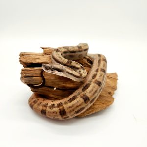 boa constrictor imperator
motley hypomelanistique 100% het albinos 66% het léopard
male