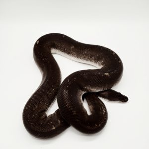 Super black pastel 100% het piebald
"het panda pied"
male