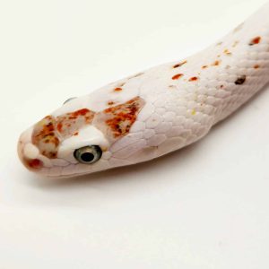 pantherophis guttatus 
palmetto adulte
male 01