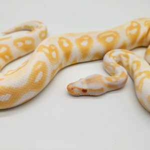 blackhead trick albinos
male adulte
